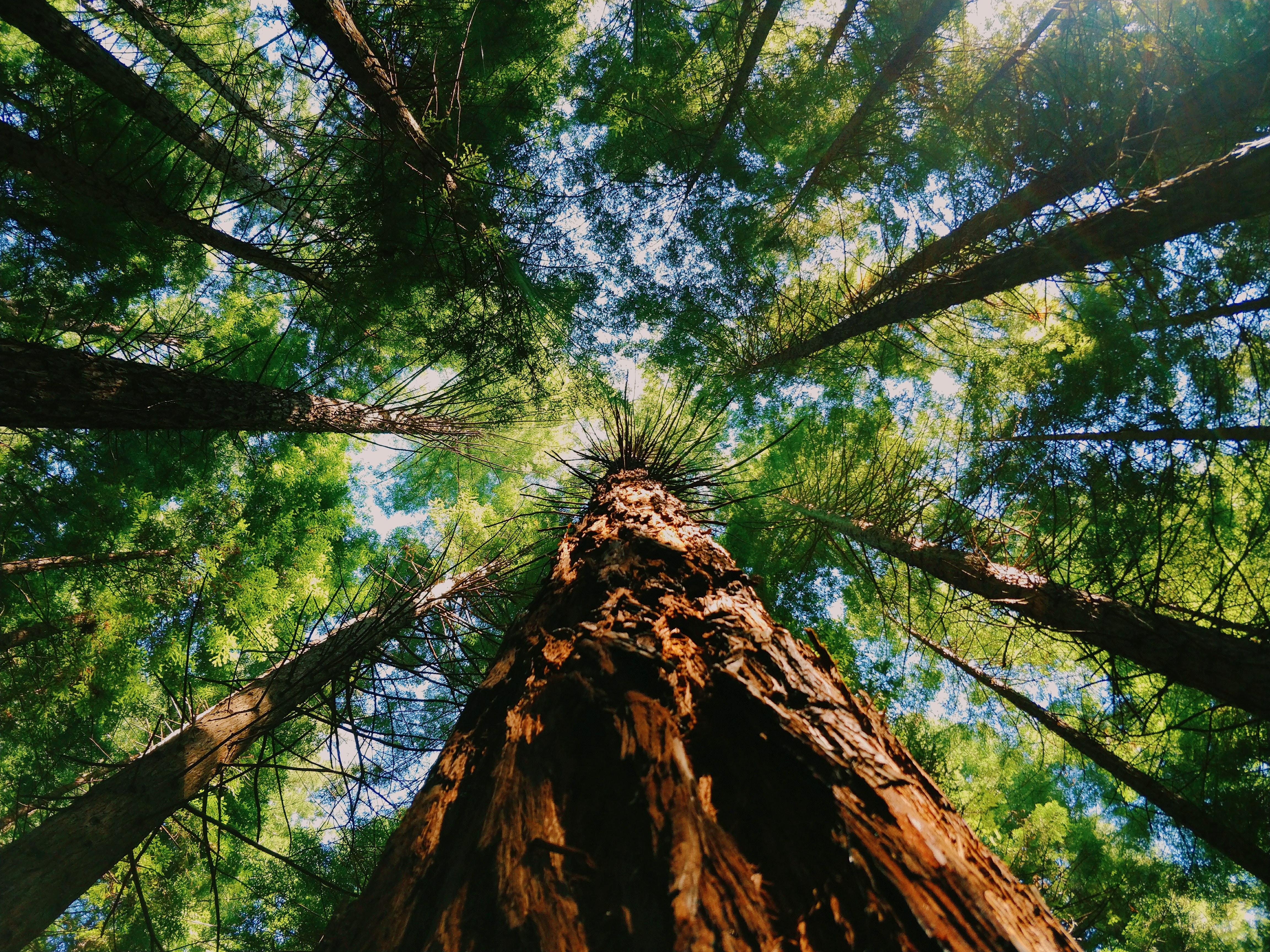 Trees